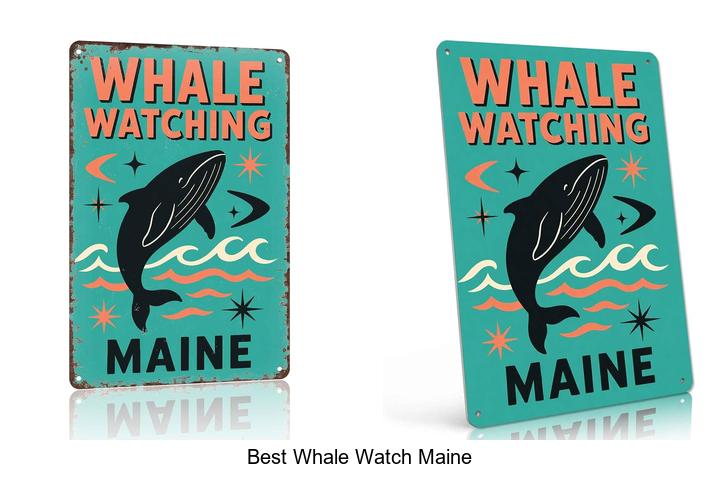 best whale watch maine